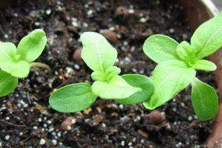 繡眼糞能養(yǎng)花嗎