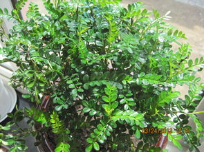 家養(yǎng)花卉喜歡陽光的有哪些