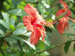 五行全的人養(yǎng)花不開花