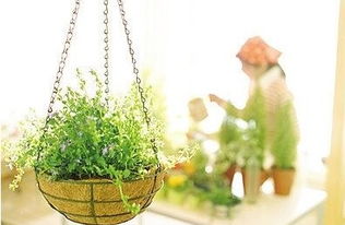 室內(nèi)養(yǎng)花有什么技巧