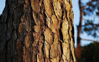 剛從樹林里挖回來的土能直接養(yǎng)花嗎