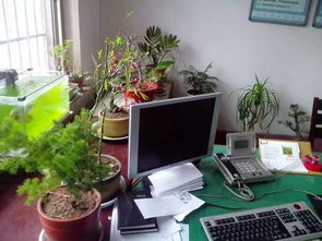 辦公室養(yǎng)花的養(yǎng)護(hù)