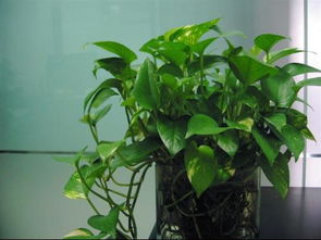 室內(nèi)養(yǎng)花需要見陽(yáng)光么