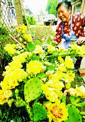 本報訊記者養(yǎng)花人