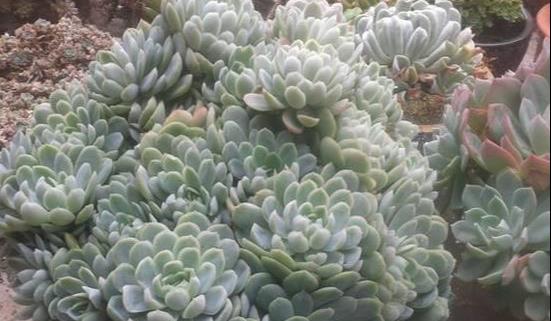 貓糞能養(yǎng)花嗎