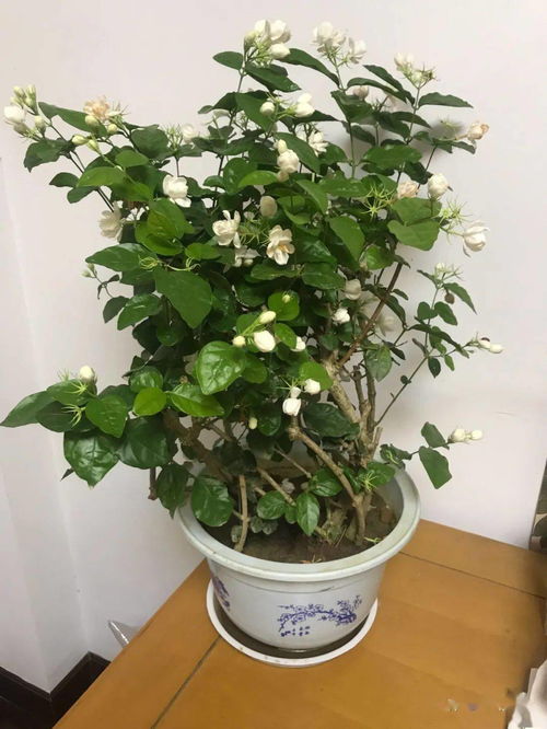 養(yǎng)花的人都有個什么共同點