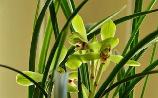 什么蘭花好養(yǎng)花又香