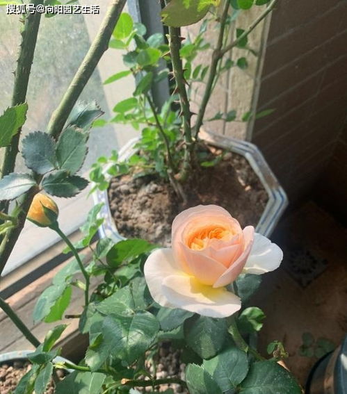 適合養(yǎng)花的有機(jī)肥都有哪些