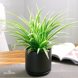 主臥窗臺(tái)能養(yǎng)花嗎