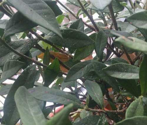 家里養(yǎng)花小黑蟲(chóng)子