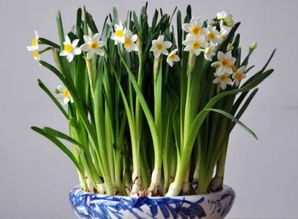 雕刻水仙養(yǎng)花日記