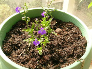 養(yǎng)花土能用香煙水消毒嗎