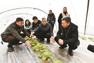 農(nóng)技人員創(chuàng)新創(chuàng)業(yè)案例