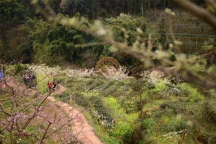 柞樹,案例,創(chuàng)新,創(chuàng)業(yè)