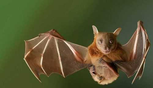 蝙蝠會咬人,想知道蝙蝠會咬人嗎圖1