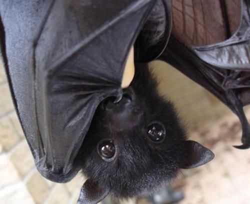 蝙蝠會咬人嗎?有毒嗎
