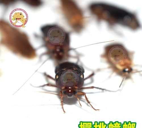 櫻桃蟑螂越獄會泛濫嗎?