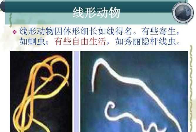 線形動物的特征生活習(xí)性呢