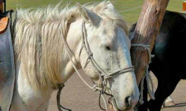 馬是怎么睡覺(jué)的,馬是躺著睡覺(jué)的嗎圖9