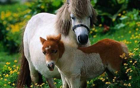 馬是怎么睡覺(jué)的,馬是躺著睡覺(jué)的嗎圖10