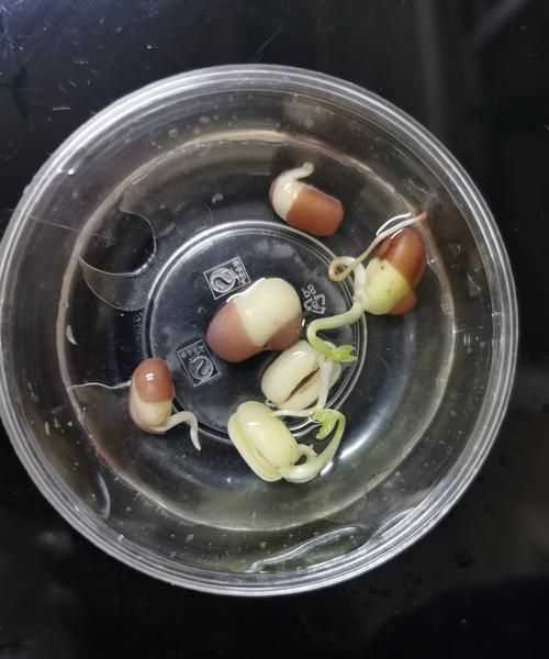 紅豆剛長(zhǎng)了一點(diǎn)芽還能吃嗎