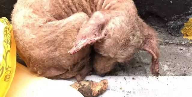 蜱蟲怕什么藥和氣味，蜱蟲死死咬在狗狗身上，要怎么取下來？圖3