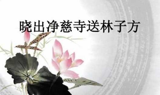 接天蓮葉無(wú)窮碧的下一句,接天蓮葉無(wú)窮碧下一句是什么圖2