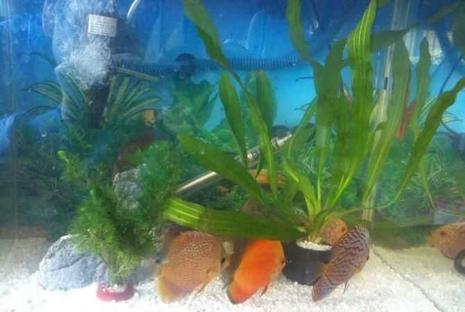 孔雀魚扎堆一個(gè)角落是什么原因