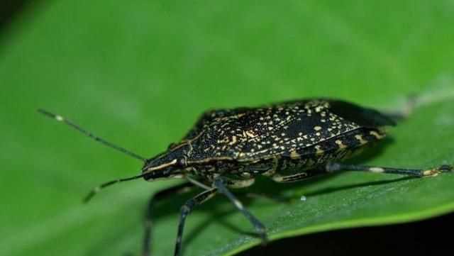 杯子放久了有異味怎么辦，杯子放久了里面有臭屁蟲，怎么弄才可以清洗干凈？圖2