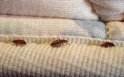 臭殼子蟲生活在什么地方