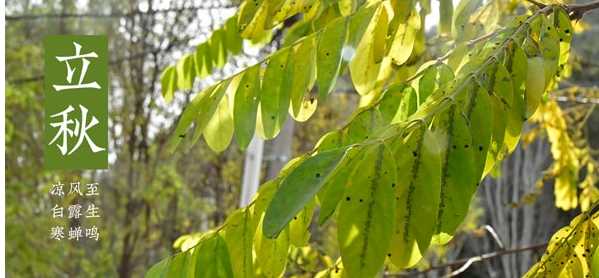 幾點(diǎn)立秋是早秋還是晚秋,什么時(shí)候立秋2022年的幾月份立秋圖4