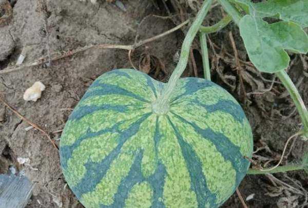 如何儲(chǔ)存西瓜4個(gè)月,西瓜怎么保存的時(shí)間長(zhǎng)一點(diǎn)圖3