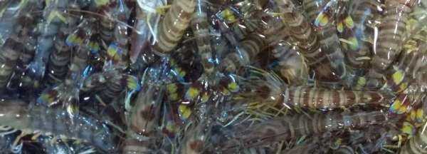 礦泉水瓶凍蝦要放水,礦泉水瓶凍蝦要放水嗎圖4