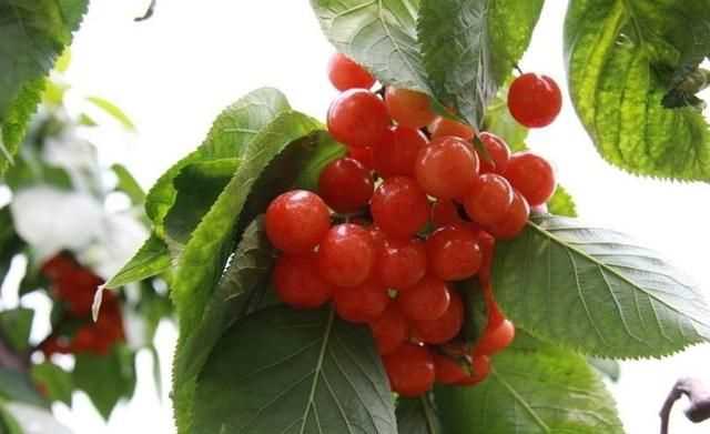 櫻桃放多久會(huì)變味，冰糖櫻桃汁能存放多久？圖2