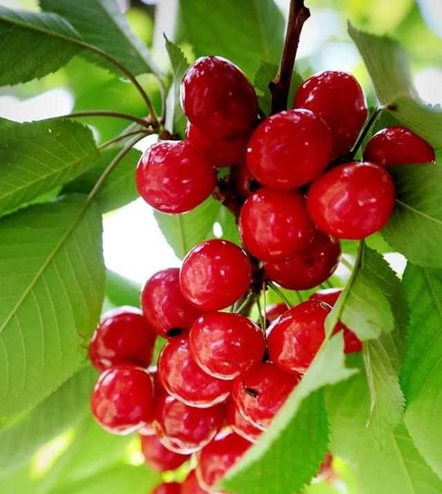 櫻桃放多久會(huì)變味，冰糖櫻桃汁能存放多久？圖3