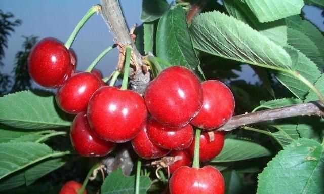 櫻桃放多久會(huì)變味，冰糖櫻桃汁能存放多久？圖4