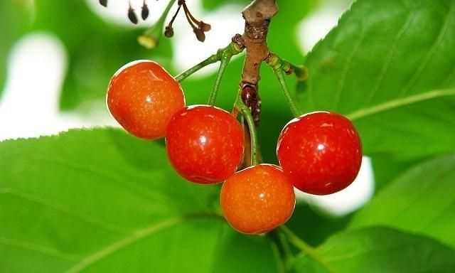 櫻桃放多久會(huì)變味，冰糖櫻桃汁能存放多久？圖5