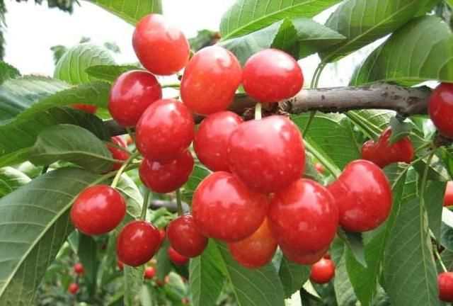 櫻桃放多久會(huì)變味，冰糖櫻桃汁能存放多久？圖6