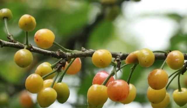 櫻桃放多久會(huì)變味，冰糖櫻桃汁能存放多久？圖7