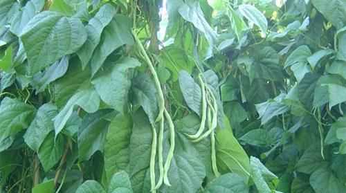 豆角葉的功效與作用及禁忌