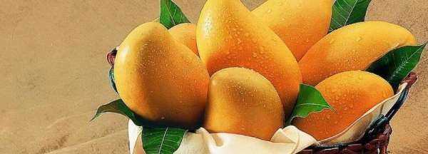 金煌芒果怎么算熟,如何判斷芒果熟了沒(méi)有圖2