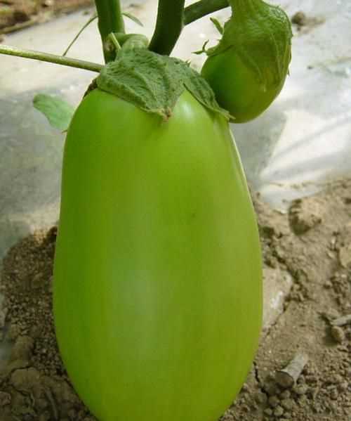 茄果類蔬菜有哪些特點(diǎn)茄果類蔬菜有哪些特點(diǎn)