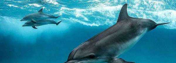 海豚是保護動物,海豚是國家一級保護動物嗎?圖2