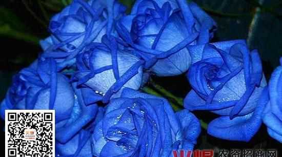 藍色、紫色、白色、綠色代表什么意思啊