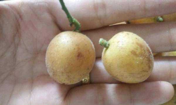 黃皮灑怎樣做,黃皮酒怎樣做圖2