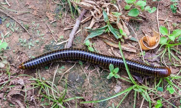 馬陸蟲的克星是什么