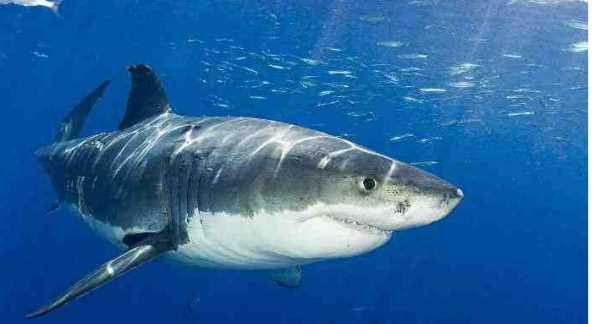 鯊魚用什么呼吸,鯨魚和鯊魚都用鰓呼吸嗎圖2