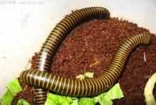 馬陸蟲的天敵是什么東西