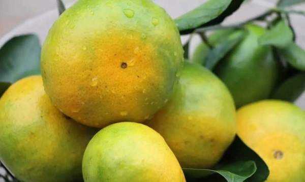 橘子怎么放熟,桔子摘下來很青怎么變熟了圖2