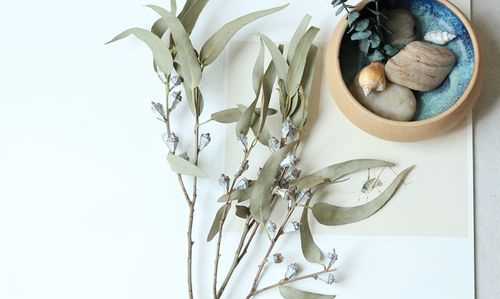 尤加利果剛買回來怎么處理